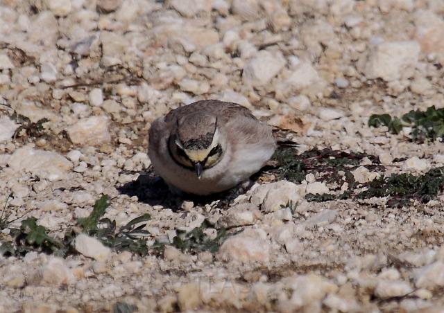 Horned Lark _0736.JPG